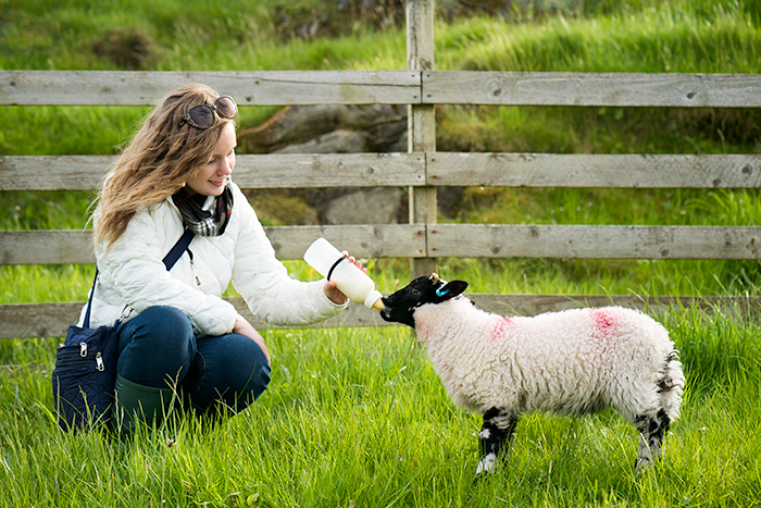 Feeding cute ewes in Scotland