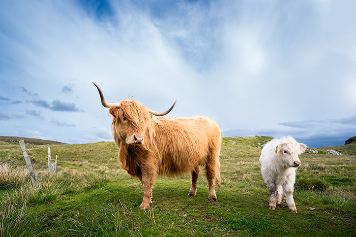 Hairy coos in Scotland