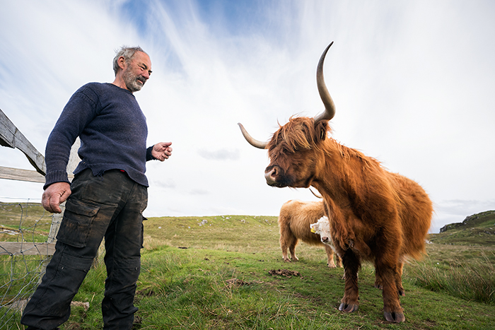 Hairy coos in Scotland