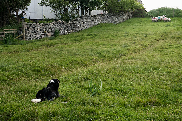 Sheep dog watching his sheep