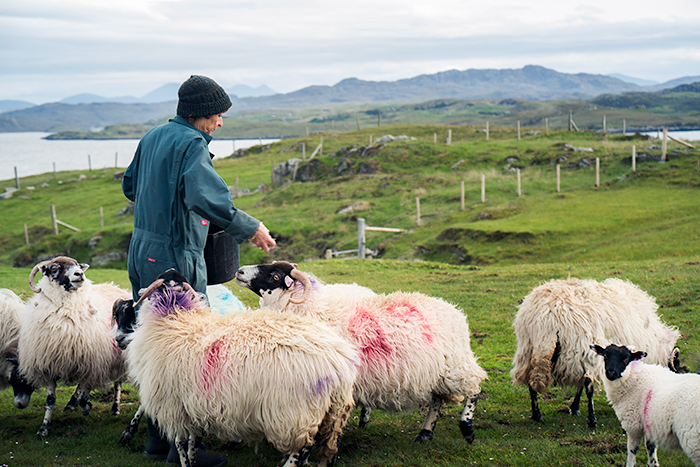 Farmer feeding cute ewes in Scotland