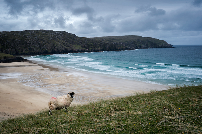 Cute ewe on Harris Island