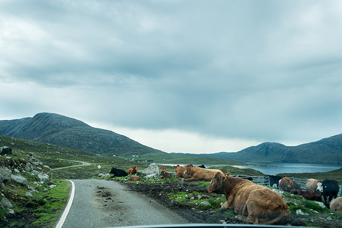 Highland cattle on roadside