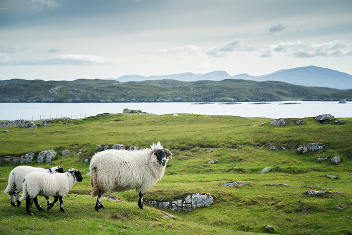 Black faced sheep in Outer Hebrides