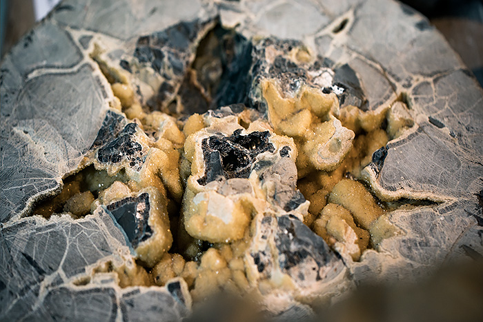 nodules, fossils, dinosaur museum Isle of Skye