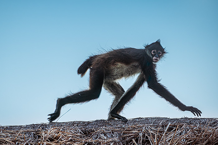 monkey Playa del carmen travel to mexico during pandemic