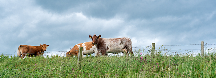 cows at newark castle while hiking the fife coastal path