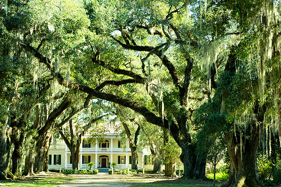 Rosedown Plantation