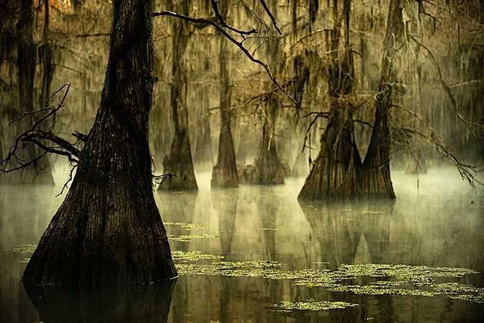 Caddo Lake…Swamp Thang, you make my heart sing! » Travel Photography Blog