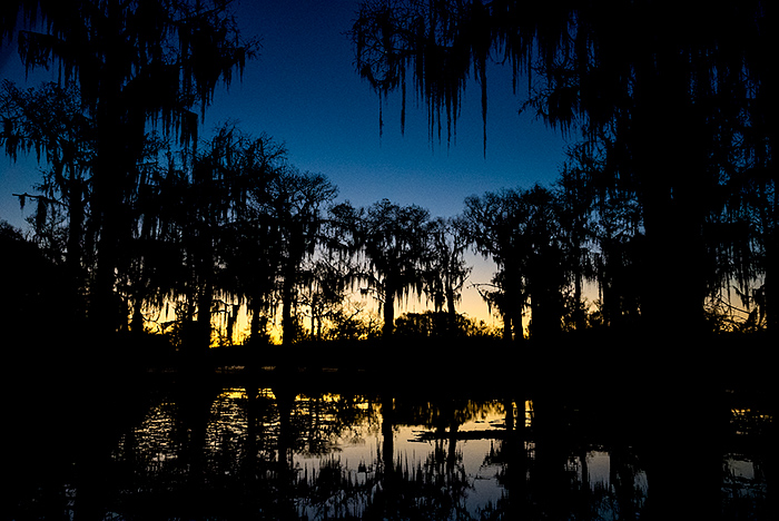 darkness in the swamp Caddo Lake, Texas