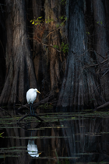 Caddo Lake swamp