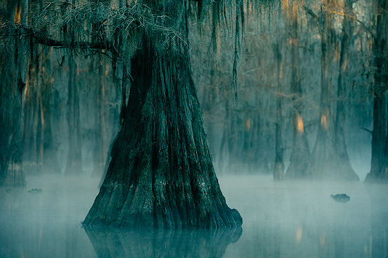 Caddo Lake swamp