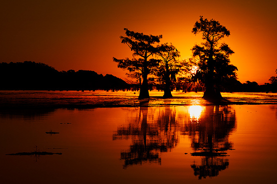 Caddo Lake swamp