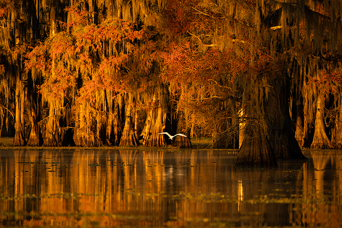 Caddo Lake swamp