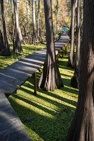 Boardwalk over Caddo Lake swamp