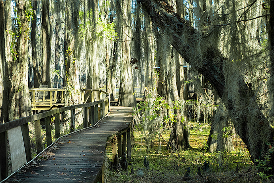 Caddo Lake swamp