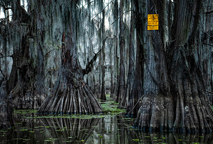 Shadowy cypress trees on Caddo Lake swamp