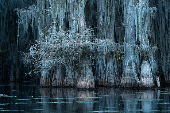 Caddo Lake swamp