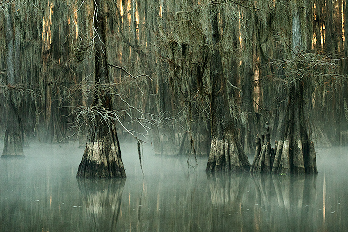 morning on Caddo Lake