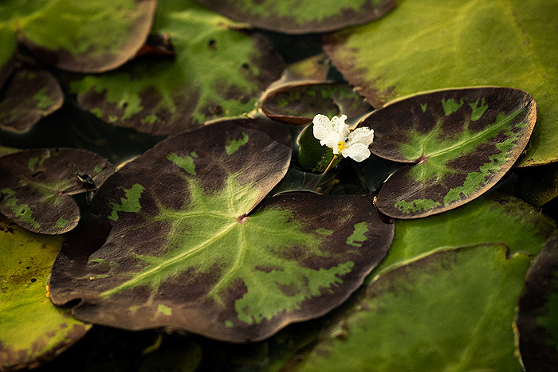 Caddo Lake swamp lilypad