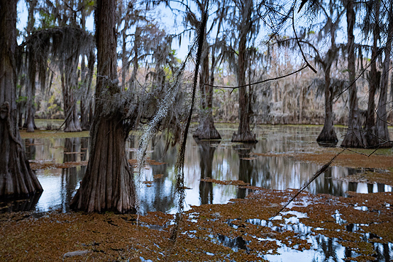 View from our cabin at Caddo Lake swamp