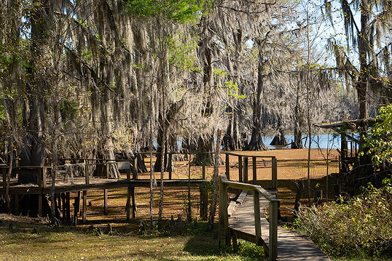 boardwalk over swamp