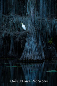 Visit Caddo Lake swamp in Texas