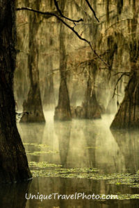 Visit Caddo Lake swamp in Texas