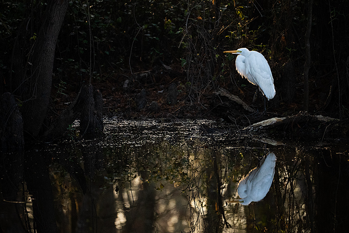 Egret, Lake Martin, Breaux Bridge, Louisiana