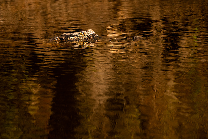 Alligator lurking Airboat tour on Atchafalaya River Basin swamp, Airboat tour, Henderson, Louisiana