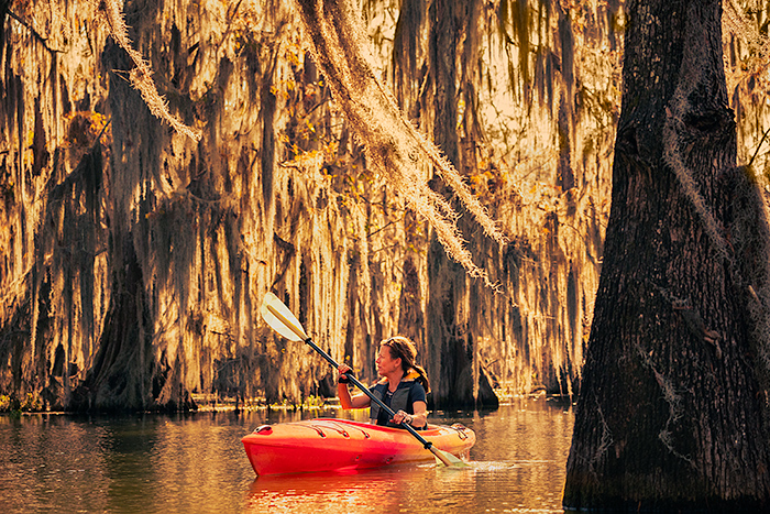 Kayaking at Lake Martin, a bald cypress swamp, Breaux Bridge, Louisiana, USA