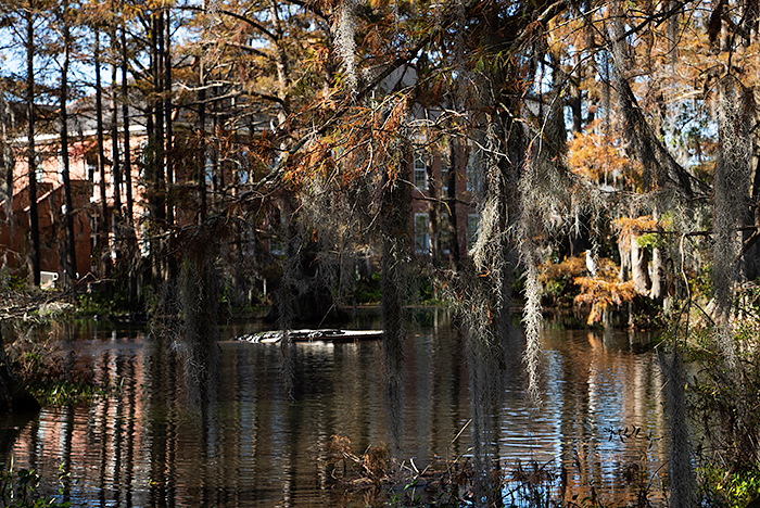 Cypress pond in U of L campus with gators and egrets