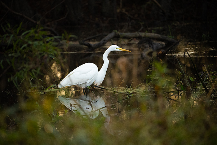 Egret at lake martin