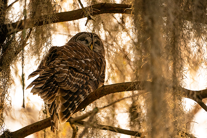 barred owl in Louisiana swamp