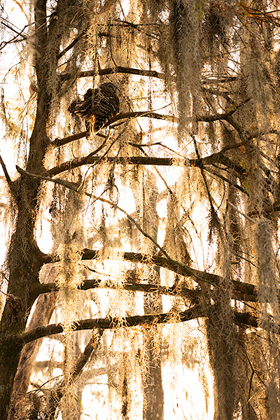 barred owl in Louisiana swamp