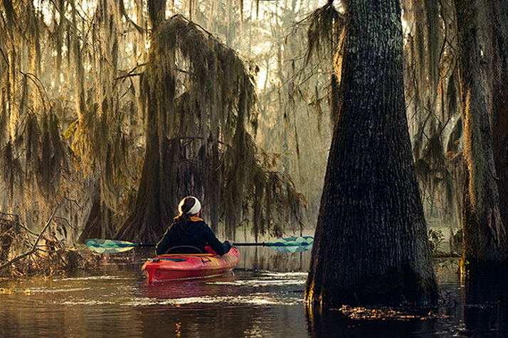 Kayaking at Lake Martin, a bald cypress swamp, Breaux Bridge, Louisiana, USA