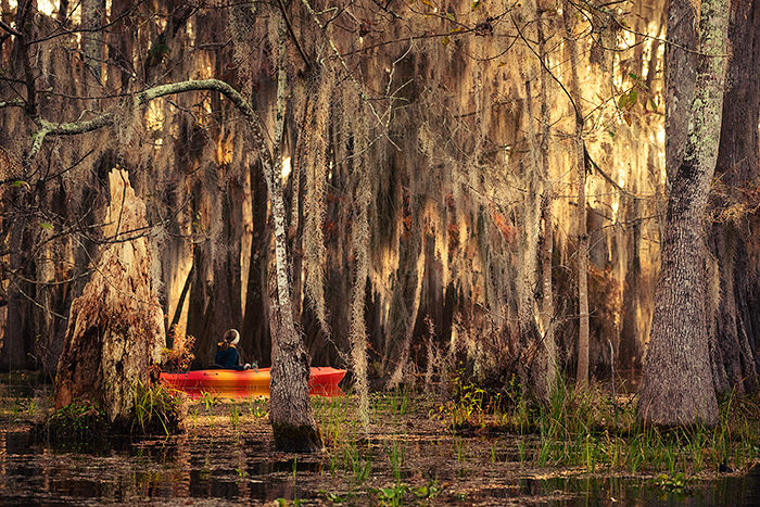 Kayaking at Lake Martin, a bald cypress swamp, Breaux Bridge, Louisiana, USA