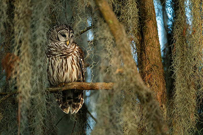 Barred Owl, Kayaking at Lake Martin, a bald cypress swamp, Breaux Bridge, Louisiana, USA