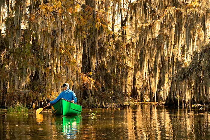 fishing in a golden swamp