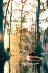 Kayaking at Lake Martin, a bald cypress swamp, Breaux Bridge, Louisiana, USA