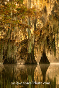 Kayaking at Lake Martin, a bald cypress swamp, Breaux Bridge, Louisiana, USA