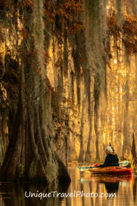 Kayaking at Lake Martin, a bald cypress swamp, Breaux Bridge, Louisiana, USA copyrighted