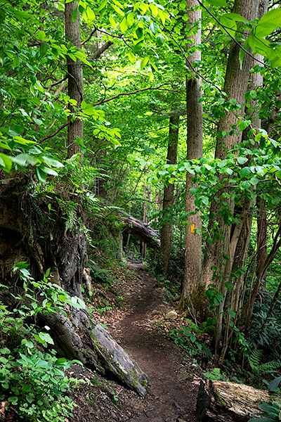 hiking trail cucumber falls