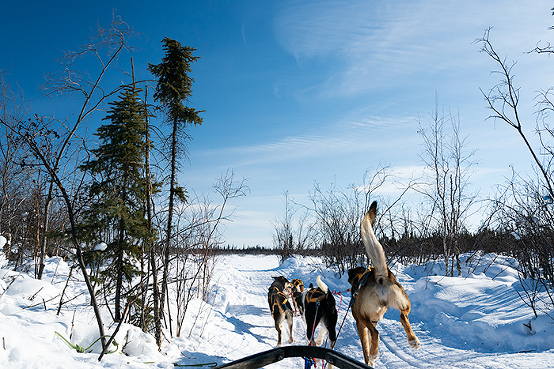 dog sledding, NWT, Yellowknife, Canada