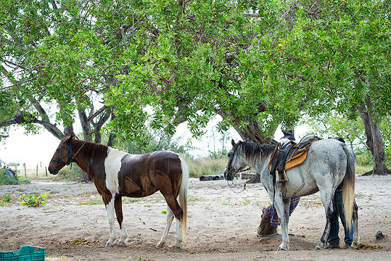 Isla Holbox horseback riding