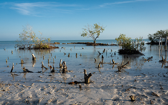 mangrove Isla Holbox