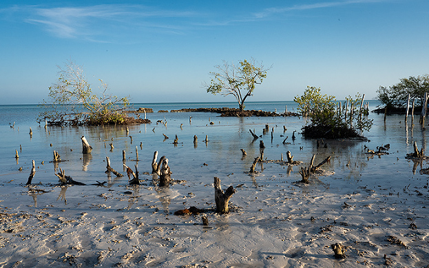 mangrove Isla Holbox