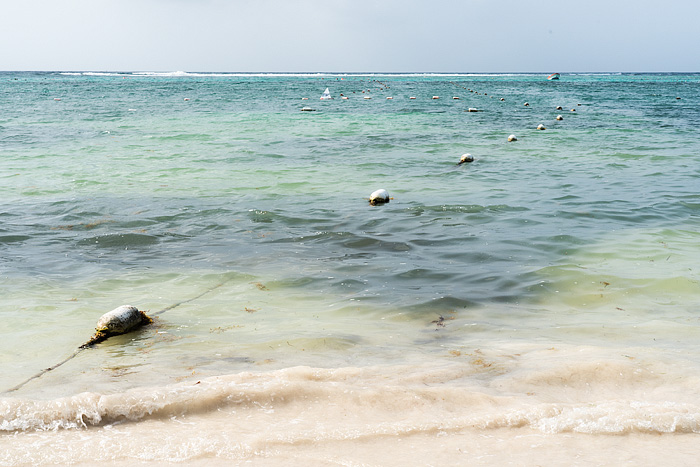 snorkeling with sea turtles in Akmul Bay, Mexico