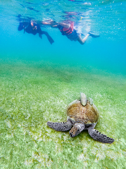 snorkeling with sea turtles in Akmul Bay, Mexico