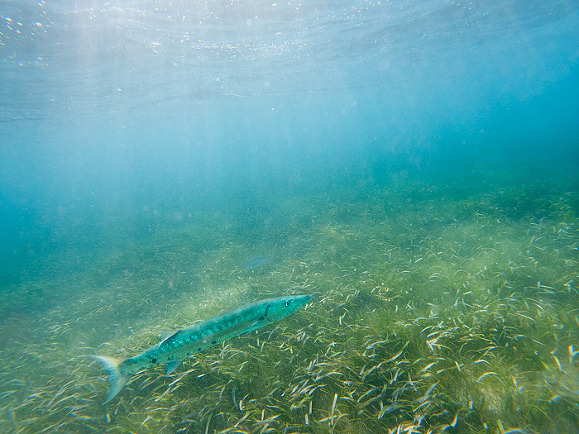 barracuda in Akmul Bay